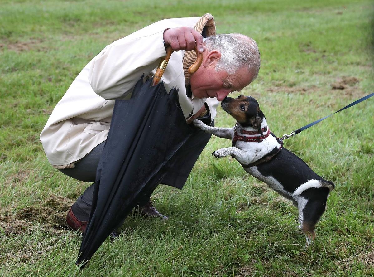 King Charles Atttts 'Rustic' New Dog, a lagotto's lagotto - all Royal phild to the dept to Rabe Rabe