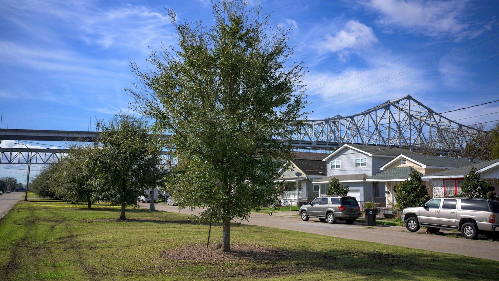 $ 75 million has been awarded to plant the trees in places they need bad. In the anti-thes push, it's over